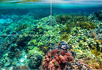 Стеклянный декор Коралловый риф