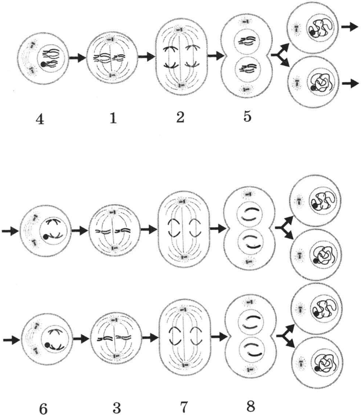 Двухроматидные хромосомы во время мейоза. Каким номером на схеме обозначен мейоз. Деспирализация хромосом происходит в. Хромосомы двухроматидные в какой фазе. Стадии деления Колепсов.