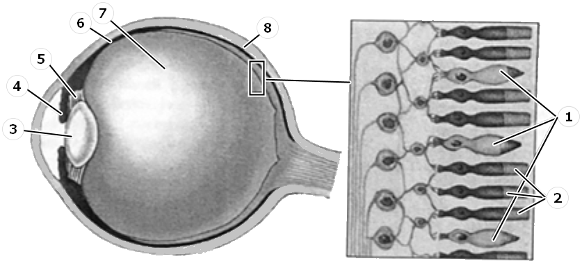 Строение сетчатки ЕГЭ. Сетчатка глаза рисунок ЕГЭ. Рецепторы сумеречного зрения. Палочки и колбочки сетчатки глаза ЕГЭ. Каким номером на рисунке обозначена сетчатка