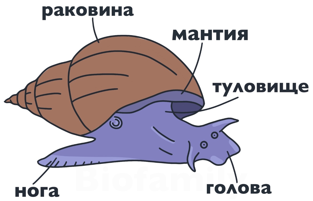 Тип моллюски: теория ЕГЭ-2024 по Биологии — NeoFamily