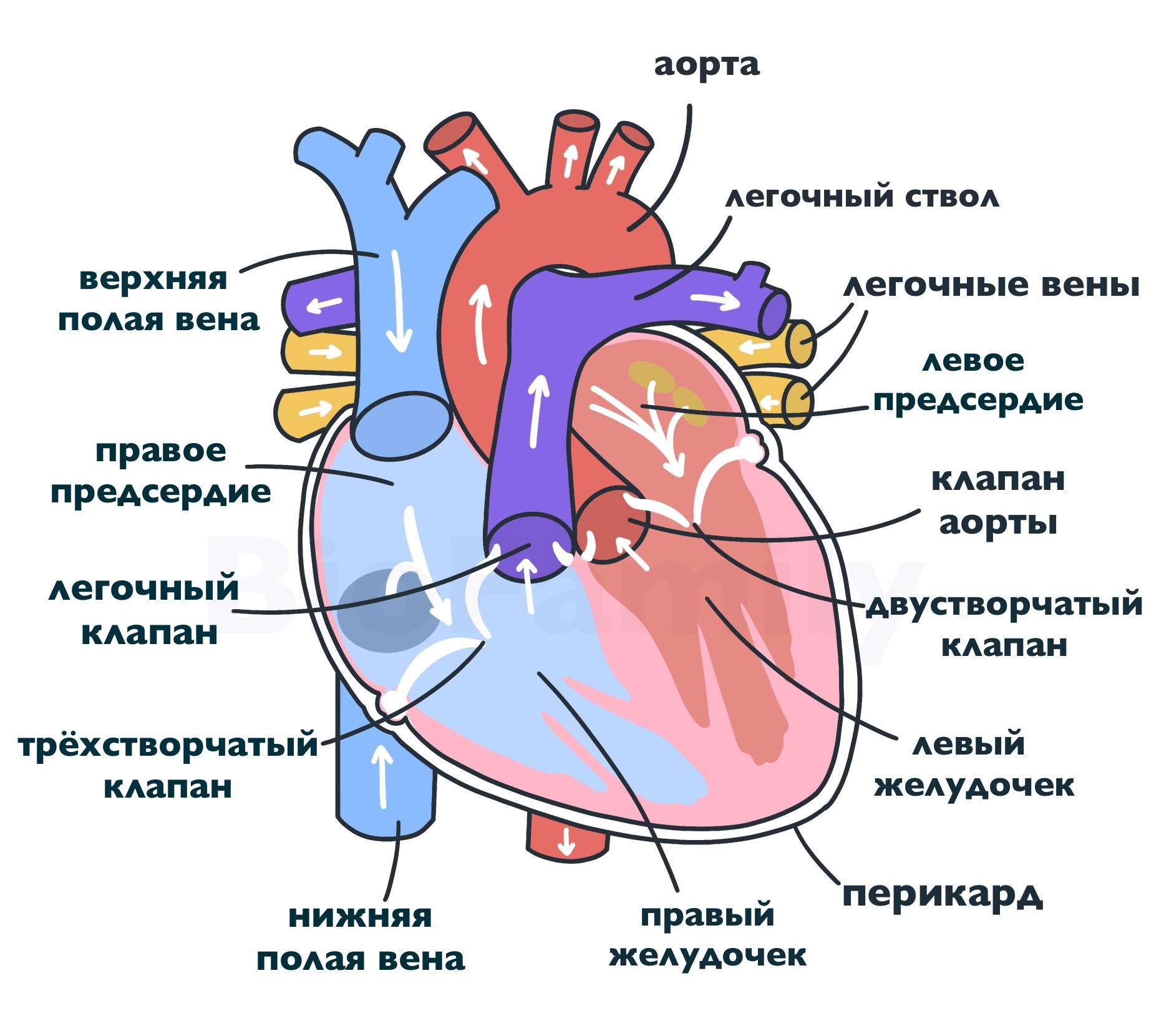 От левого предсердия к легким. Строение человеческого сердца схема. Схема внутреннего строения сердца. Строение сердца рис 35. Строение сердца схема с подписями.