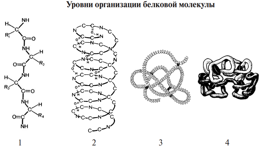 4 организации белка. Первичная вторичная и третичная структура белков. Уровни организации белковой молекулы. Пространственные структуры белковой молекулы. Связи в белковой молекуле.
