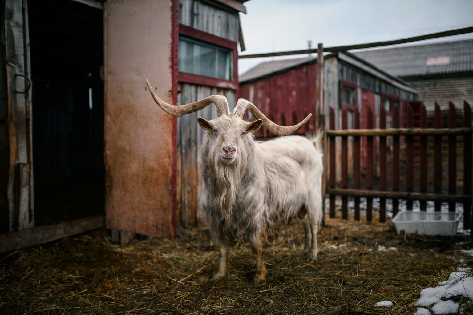 Где живут козлы. Животноводство козы. Дочка коза. Echkichilik. Козочка на ферме крутое фото.