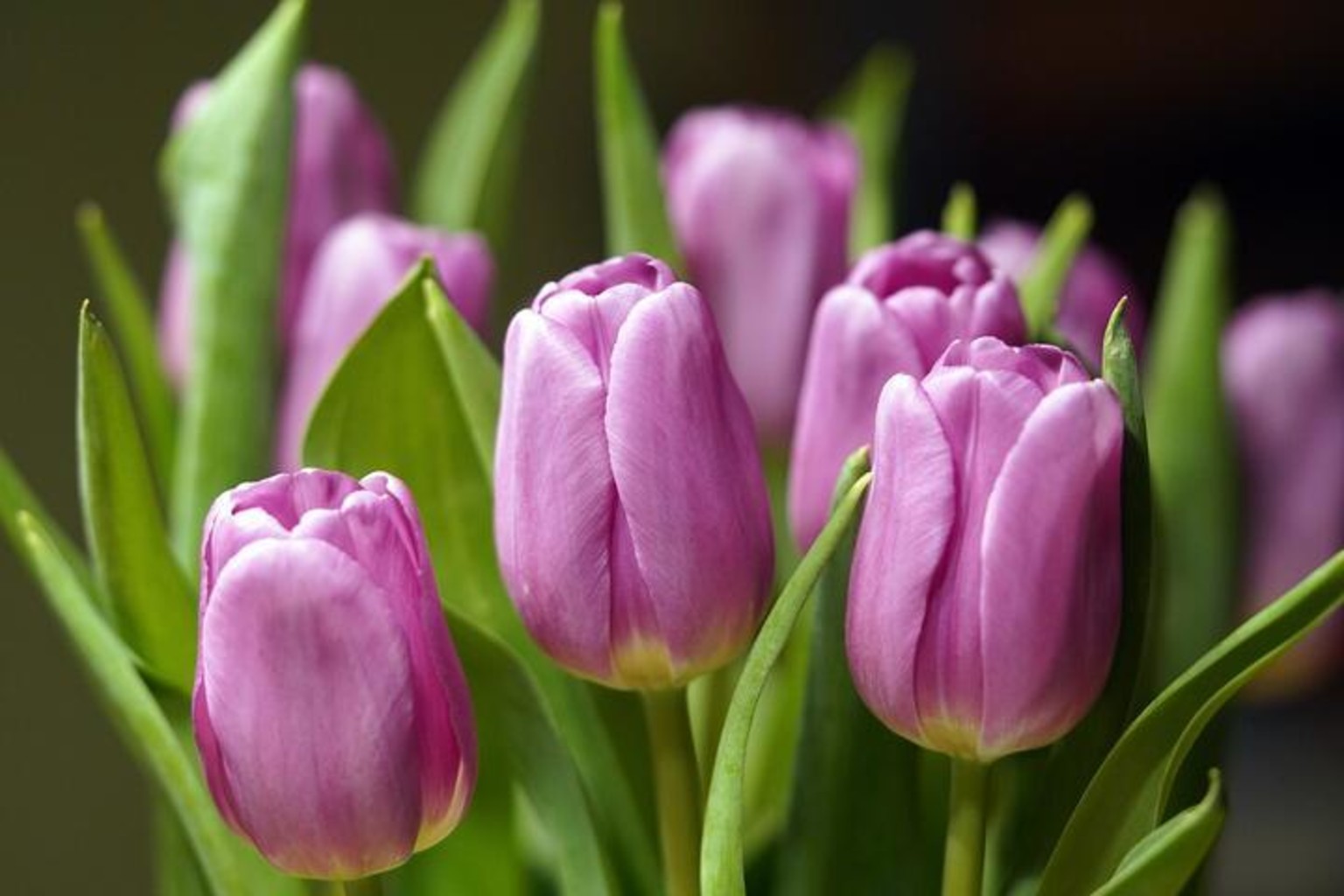 Букет тюльпанов. Фото: pixabay.com