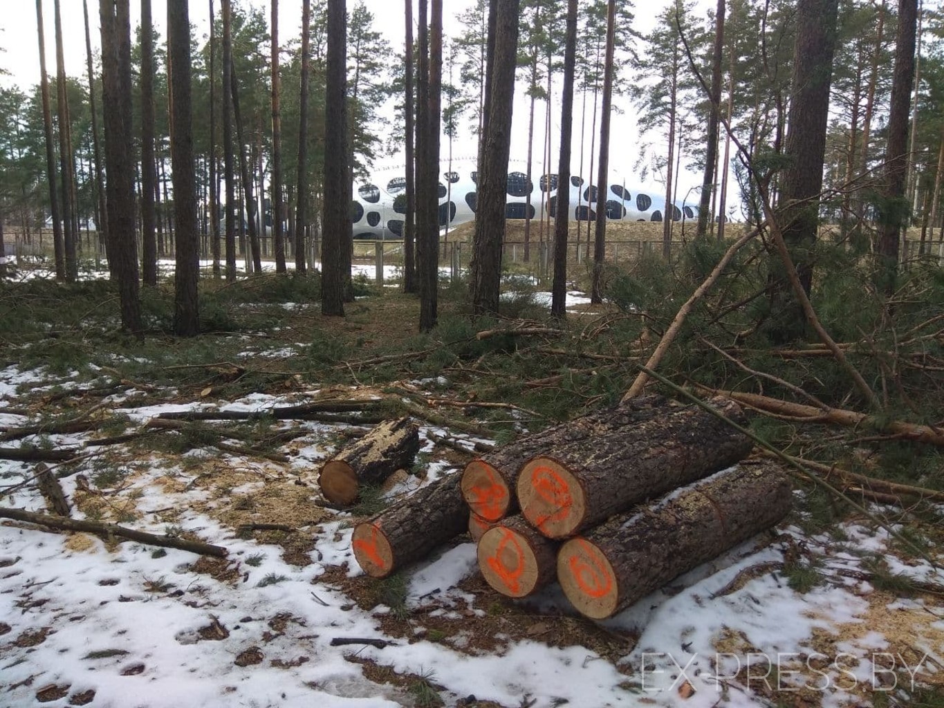 Благодаря лечения я быстро поправился вырубая леса. Вырубка леса в Беларуси. Пиленый лес в лесу. Борисовский лес. Уктусский лес вырубят.