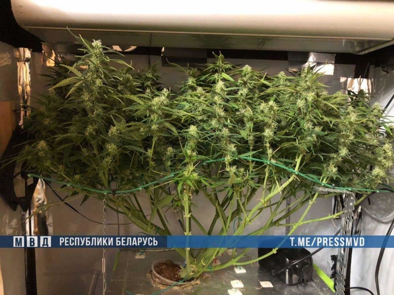 Инструкция по выращиванию марихуаны в домашних условиях подсыпал героин