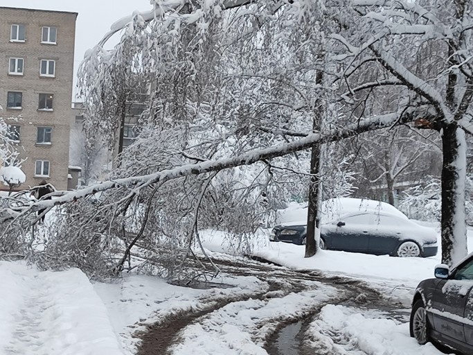 Обильный снегопад повалил деревья в Борисове и Жодино. Фото