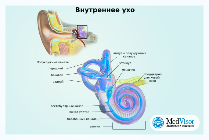 Полость заполненная воздухом в ухе. Устройство внутреннего уха. Устройство внутреннего уха человека. Сосудистая полоска внутреннего уха.