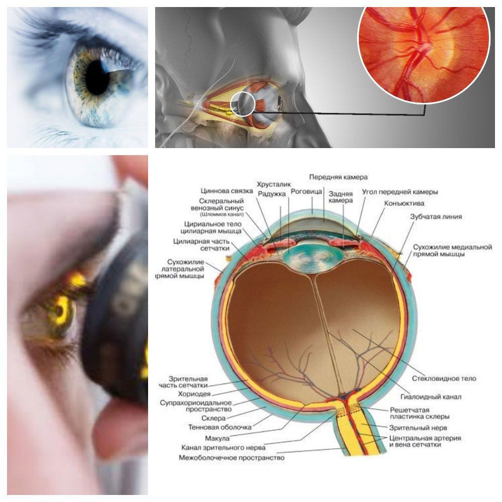 Зрительные нервы глазного яблока. Зрительный нерв глаза анатомия. Строение зрительного нерва глаза. Строение глаза ЗР тельняй Неов. Строение зрительного нерва глаза офтальмология.