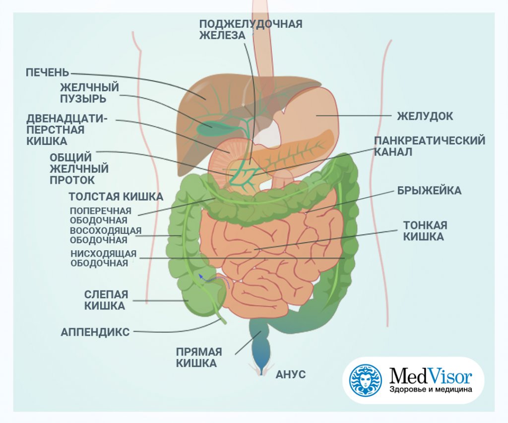 Органы желудок кишечник печень. Схема желудочно-кишечного тракта. Строение желудочно-кишечного тракта анатомия. ЖКТ человека анатомия функции и строение. Рисунок ЖКТ человека с описанием.