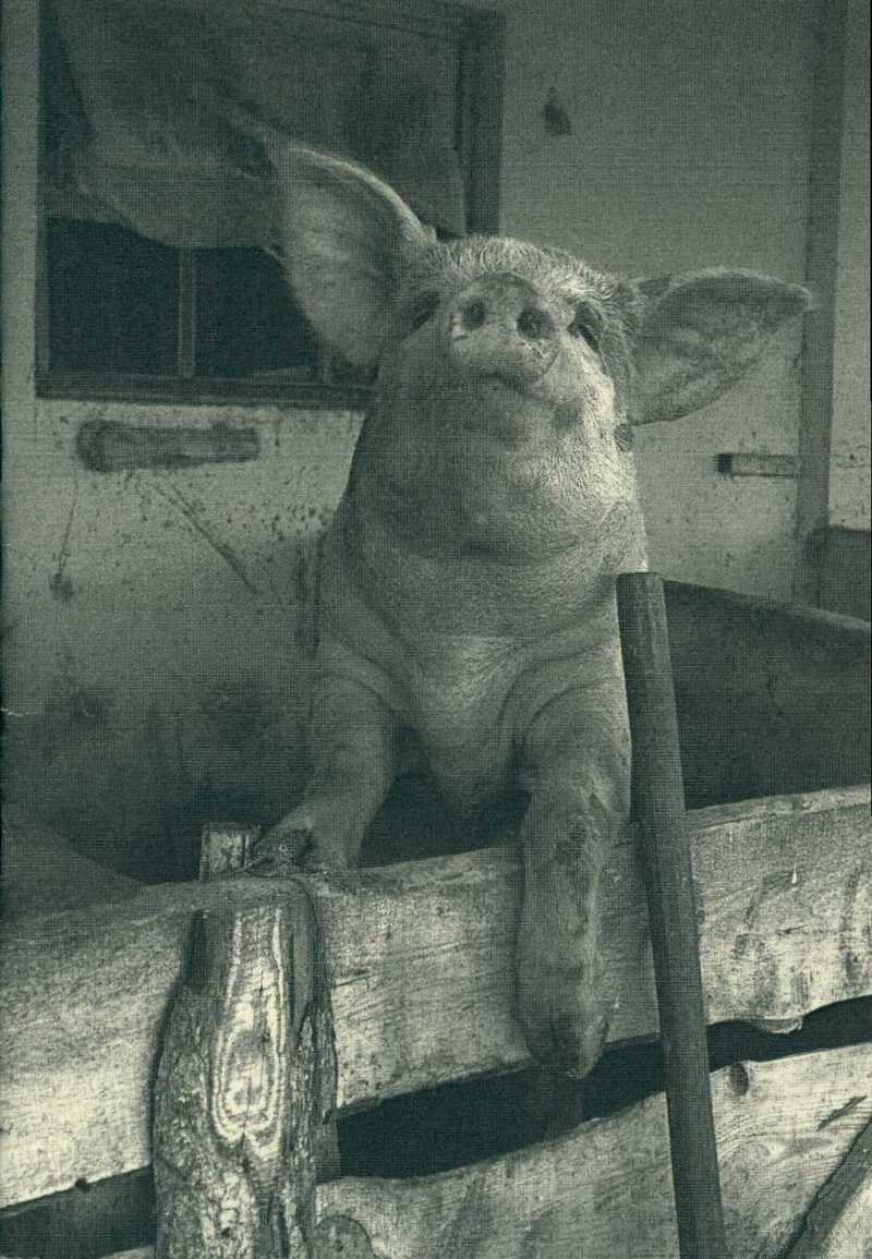 Ivan Orlov: Pigs Farm