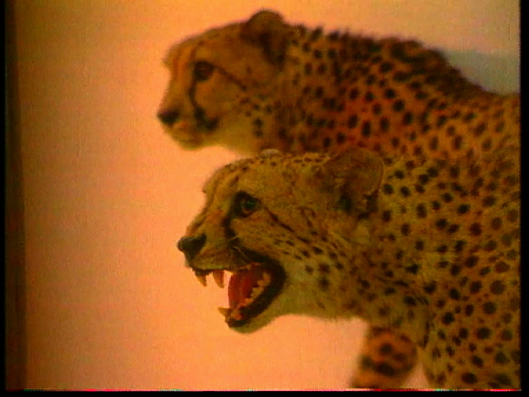Леопарды врываются в храм, или Внутренний монолог с завязанными глазами