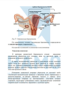 Учебные материалы по программе Акушерство и гинекология в Екатеринбурге